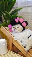 Relaxed cat in bathrobe with curlers enjoys spa day amidst greenery video