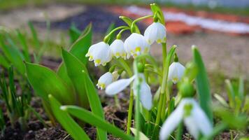 Blooming snowdrops swaying gently in the spring breeze video