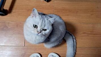 Curious gray cat gazing upward on wooden floor with minimal background movement video