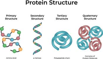 Protein Structure Levels Primary to Quaternary Illustration vector