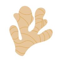 Ginger root. The illustration is in a flat color style. Ginger-flavored tea. For tea ceremonies, ginger roots are highlighted on a white background. An isolated vitamin from diseases. vector