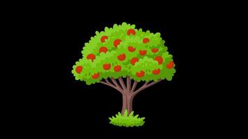 Apple tree with red apples on black background video