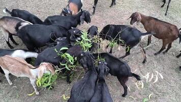 A flock of goats grazing on green leaves in a field with dry grass and scattered foliage around them video