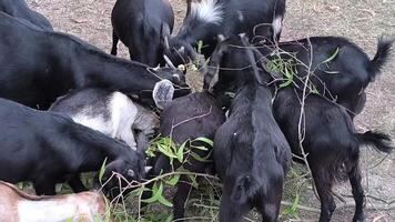 A group of goats, mostly black with one tan and white, are eating leaves from branches on the ground video