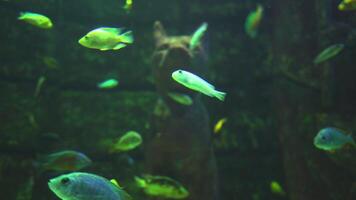 Mythical underwater cat statue in ancient ruins surrounded by glowing fish video