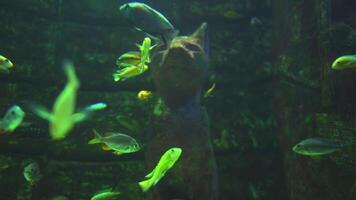 under vattnet katt staty omgiven förbi tropisk fisk i gammal tempel miljö video