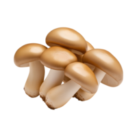 Fresh edible mushrooms with smooth caps and soft texture, perfect for culinary use png