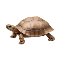 turtle walking slowly, showcasing its unique shell and texture, evokes sense of calmness png