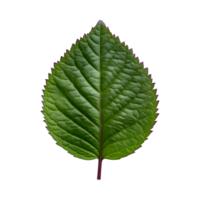 Fresh shiso leaf with vibrant green color and unique serrated edges, perfect for culinary use png