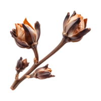 beautiful clove bud with delicate petals and rich brown hue, perfect for culinary use png