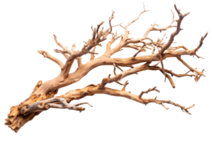 Brown Manzanita Tree Branches with Transparent Background for Decorative Use png