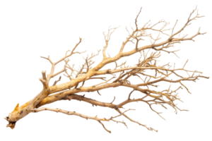 Detailed Dry Branch with Small Twigs on Transparent Background, Dead Tree Element png