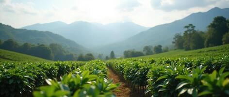 A field of green plants with mountains in the background photo