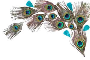 Group of green bright peacock feathers on the white background, lying flat, arc composition, top view, horizontal format photo