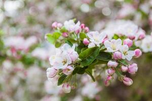 Spring bright horizontal bokeh background with blooming white and pink apple tree flowers, close up view photo
