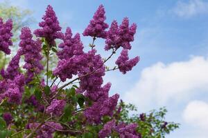 Spring bright horizontal background with blooming dark purple lilac flowers and fresh green leaves and branches with cloudy blue sky and empty place for text photo