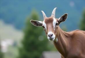 Brown Goat with Small Horns looking at us photo