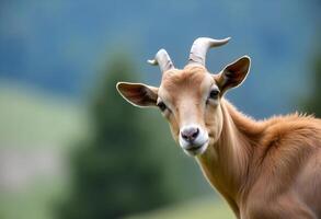 A goat looking facing camera photo