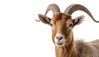 Close-Up of Light Brown Goat isolated on White Background photo