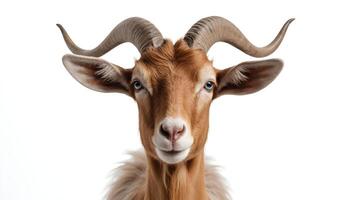 Close-Up of Light Brown Goat on isolated White Background photo