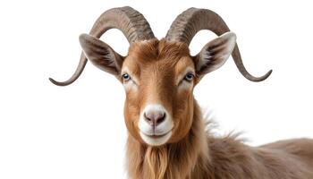 Light Brown Goat on White Background photo