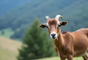 A goat looking at camera photo