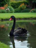 A black swan with a red beak swimming in a pond, green grass and flowers in the background photo