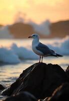 A seagull standing on a rock, with a blurred background of waves and a sunset sky photo