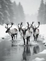 A group of reindeers with big antlers walking through a river in a snowy forest during winter photo