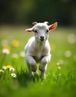 A baby goat running in a green field with daisies and dandelions, sunny day, happy, cute, adorable, detailed, smooth, soft photo
