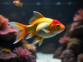 A goldfish with a red cap swimming in an aquarium with coral and rocks, the background is dark and out of focus photo