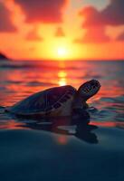 A sea turtle swimming in the ocean, the sun is setting in the background, the sky is orange and pink, the water is calm photo