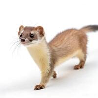 A Weasel Walking on a solid white empty space, towards the camera, isolated on a white background photo
