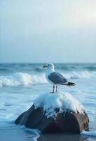 A seagull with white and gray feathers standing on a rock covered in snow, with a blue ocean and sky in the background photo