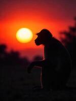 Silhouette of a monkey sitting, side view, bright sun in the background, dark environment, red sky photo