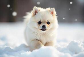 A cream-colored Pomeranian puppy with black eyes and nose, fluffy fur, running through deep snow, with a blurred background photo