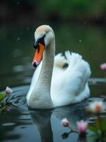 A white swan with an orange beak swimming in a pond with pink water lilies, dark green background photo
