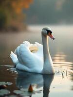 A white swan with an orange beak swimming in a lake, the water reflects the swan, blurred trees in the background photo