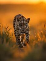 A leopard walking towards the camera in a field of tall grass, golden light, soft focus, shallow depth of field, wildlife photography photo
