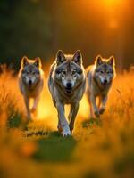 Three wolves running through a grassy field, illuminated by the warm light of the setting sun, creating a golden and vibrant atmosphere photo