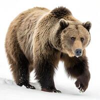 A Grizzly Bear walking towards the camera, isolated on a clean white background photo