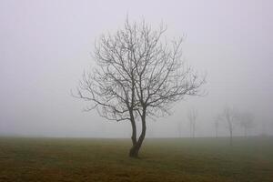 tree on the mountain with fog in wintertime, in the forest photo