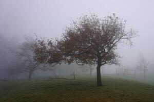tree on the mountain with fog in winter photo