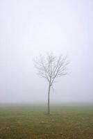 tree on the mountain with fog in wintertime photo