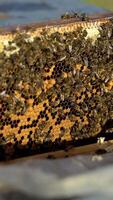 Bees on honeycomb frame. video