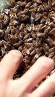 Honey insects crawling on frame at sunlight. Hand of a beekeeper showing wax formation on honeycomb. Close-up. Beekeeping. Vertical video