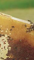 Working bees in a hive. Bees turn nectar into honey. Vertical video