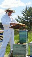 Professional beekeeper in white suit inspecting bees on frame. Bees fly on the apiary. Chimney with smoke on a beehive. Wooden hives on field in summer. Vertical video