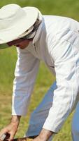 Beekeeper checking bees in a hive. Bee worker in white protective suit working on the apiary in summer time. Many bees flying. Vertical video