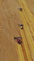 Combine harvester on field. video